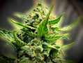 a close up of a marijuana plant with a blurry background