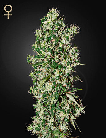 a marijuana plant in a pot on a black background