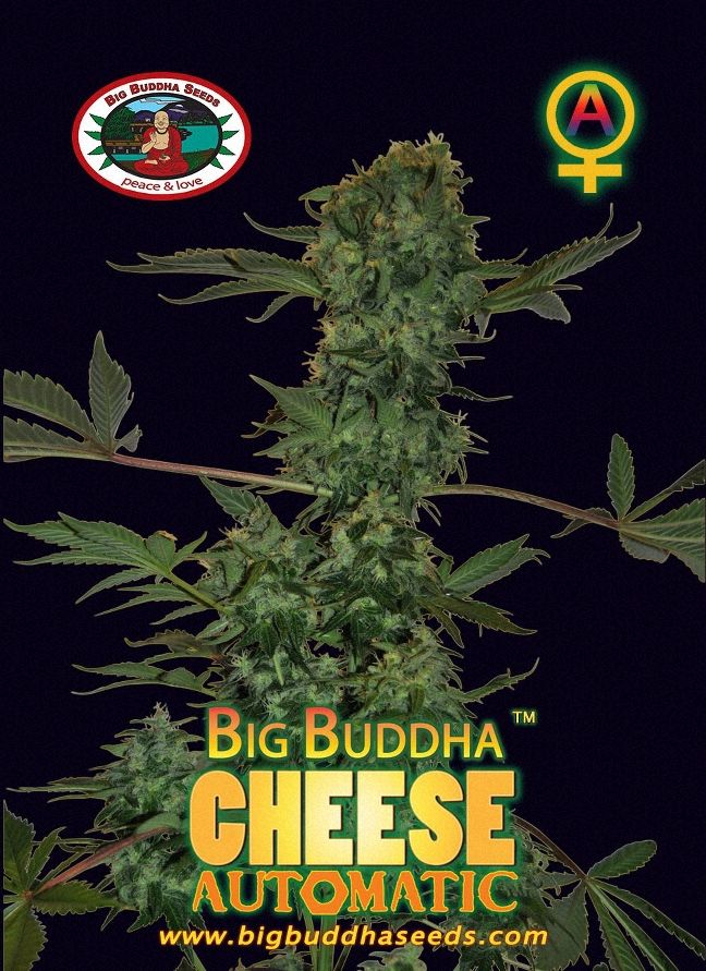 a picture of a plant with the words big buddha cheese automatic
