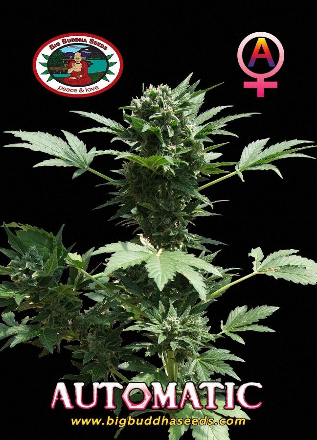 a marijuana plant with the words automatic on it