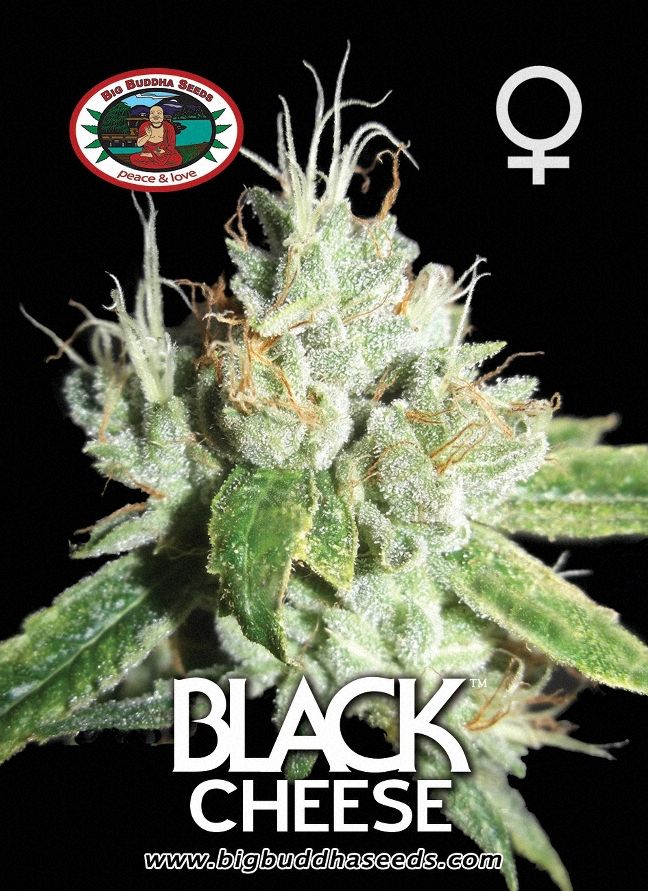 a marijuana plant with the words black cheese on it