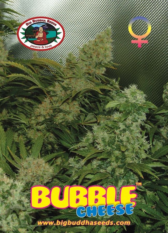 a picture of a marijuana plant with the words bubble cheese on it
