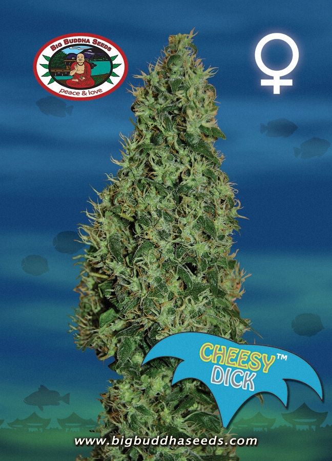 a picture of a marijuana plant with the word cheesy dick on it