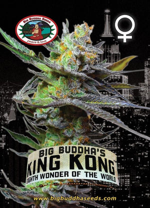 a marijuana plant with the words big buddha's king kong on it