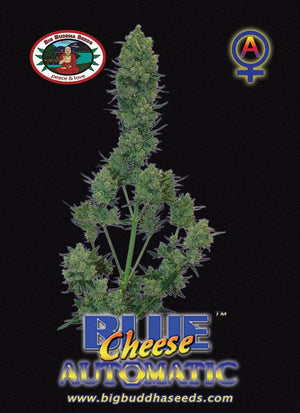 a blue cheese automatic plant in front of a black background