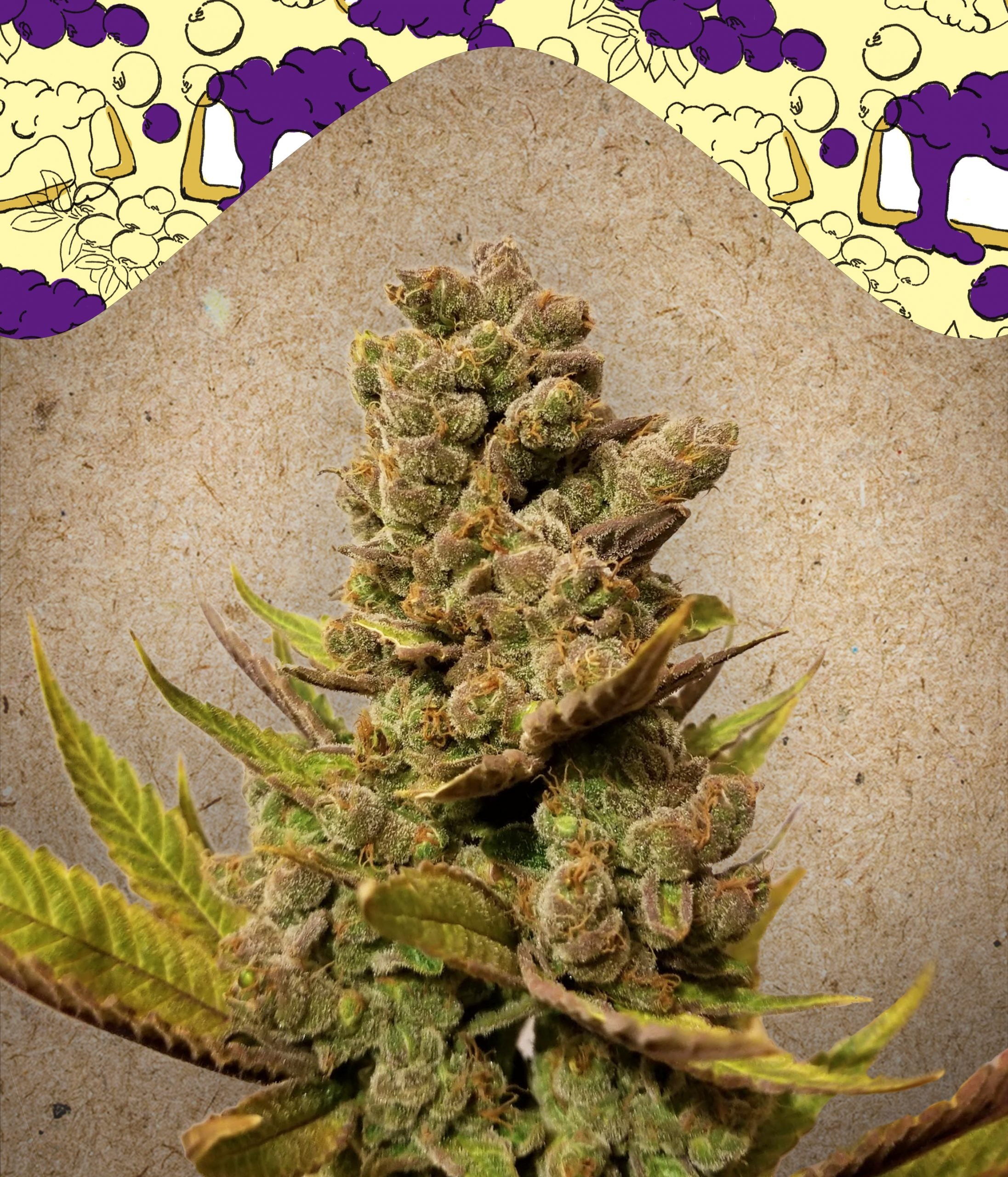 a picture of a marijuana plant on a table