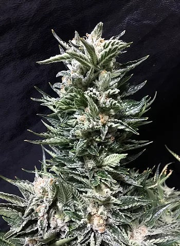 Bruce the Russian - Feminised seeds
