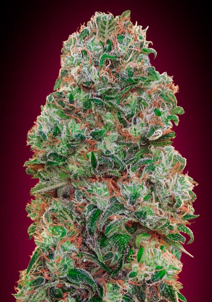 a close up of a marijuana plant