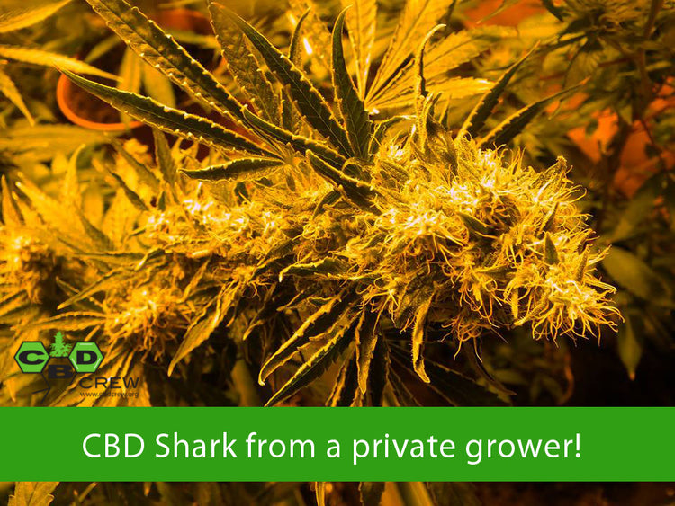 a close up of a plant with the words cbd shark from a private grow