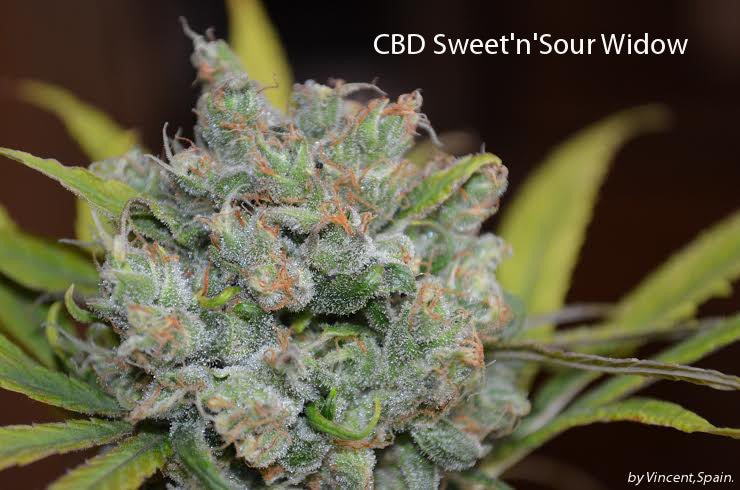 a close up of a marijuana plant with the words cbd sweet sour widow below