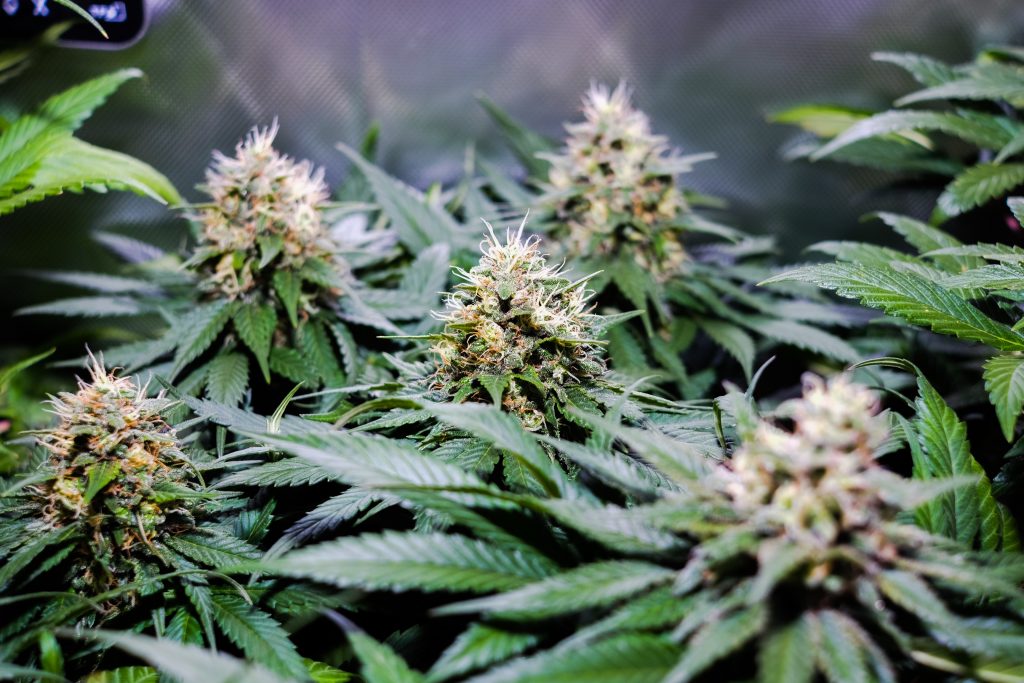 a close up of a bunch of marijuana plants