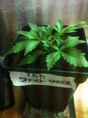 a potted plant with a sign that says god share shack