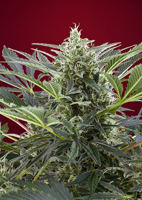 a close up of a plant with a red background