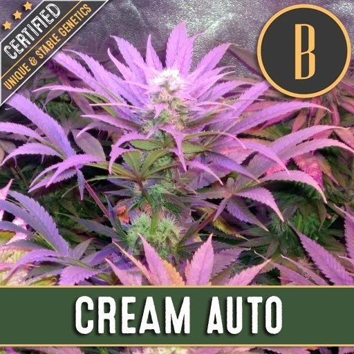 a picture of a plant with the words cream auto on it