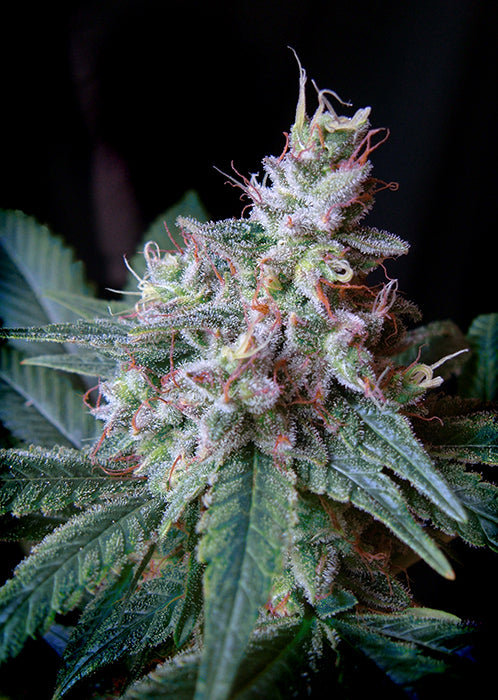 a close up of a marijuana plant on a black background