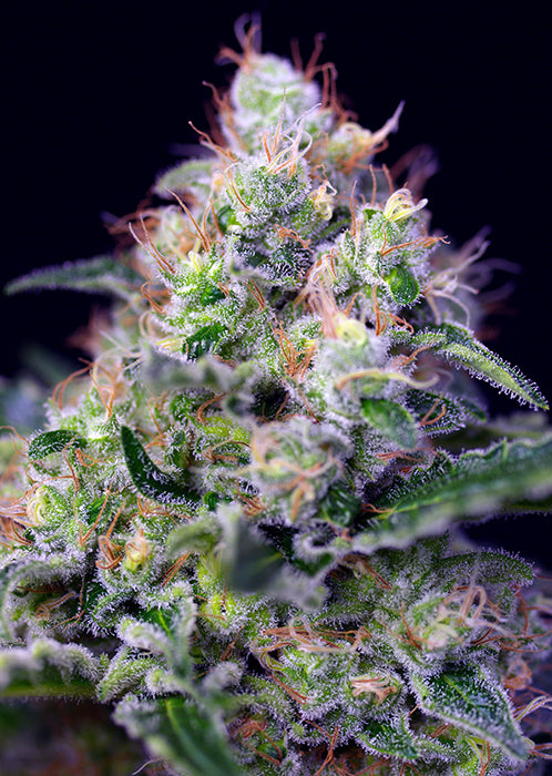 a close up of a plant with a black background