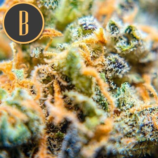 a close up of a marijuana plant with the letter b on it