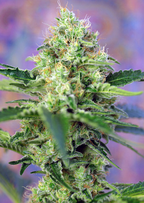 a close up of a plant with a purple background