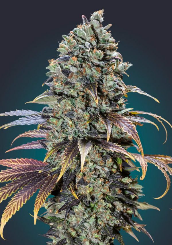 a close up of a marijuana plant