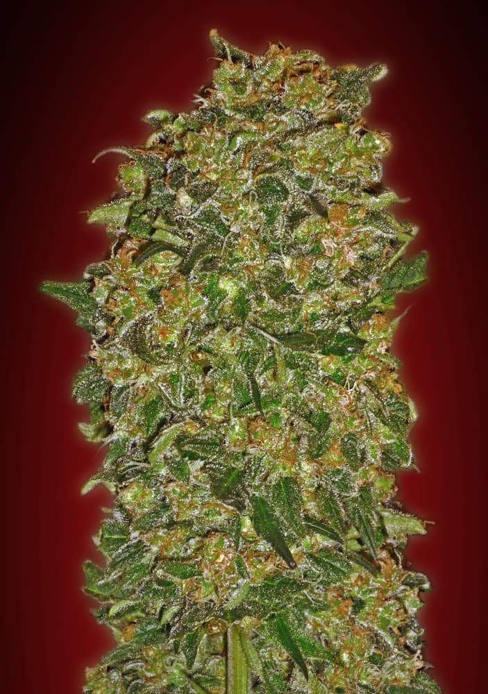 a close up of a marijuana plant on a red background