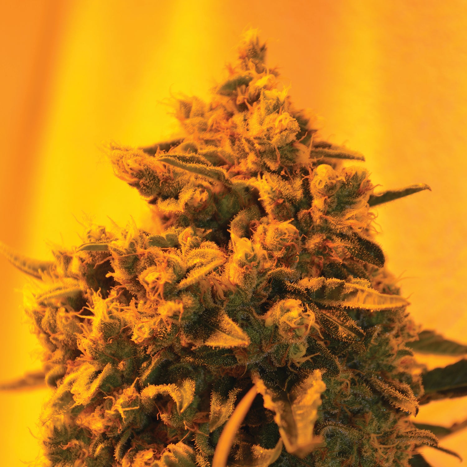 Critical Sour Diesel - feminised seeds