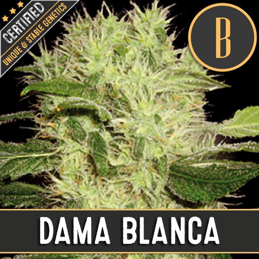 a picture of a plant with the name dana blancca on it