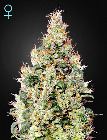 a marijuana plant is shown in front of a black background