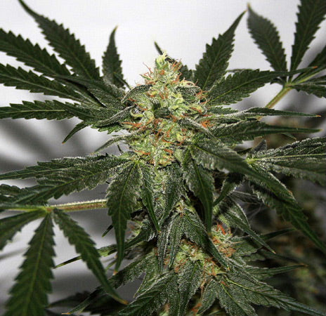 a close up of a marijuana plant with a blurry background