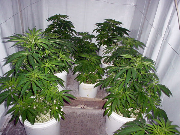 a group of potted plants sitting in a room