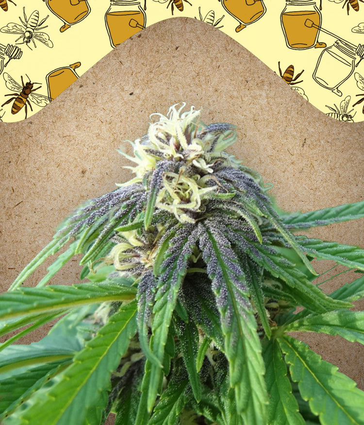 a picture of a marijuana plant with bees on it