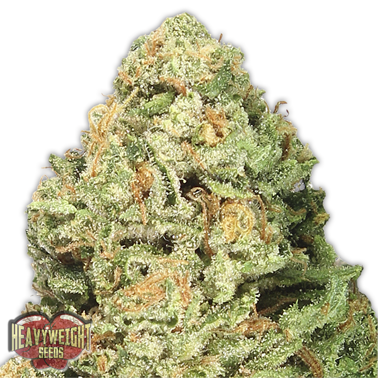 a close up of a marijuana plant