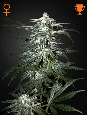 Chemdog Chemdog - Feminized Seeds