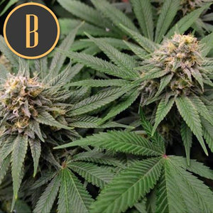 a close up of a plant with the letter b on it