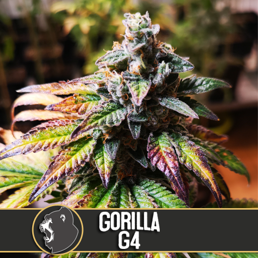 a close up of a marijuana plant with the words gorilla g4 on it