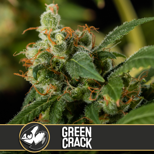 a close up of a green crack plant
