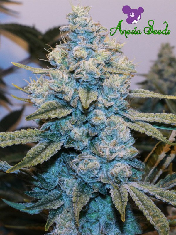 a close up of a blue marijuana plant