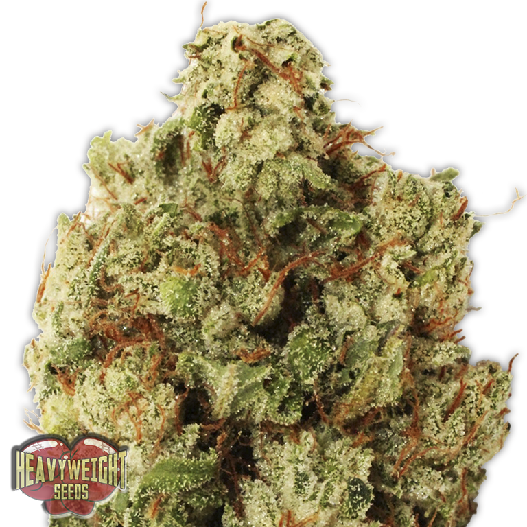 a close up of a marijuana plant