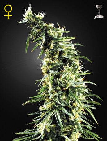 a marijuana plant with the word queen seeds on it