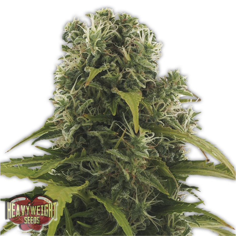a close up of a marijuana plant