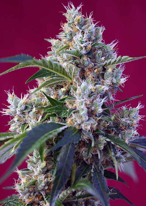 a close up of a plant on a red background
