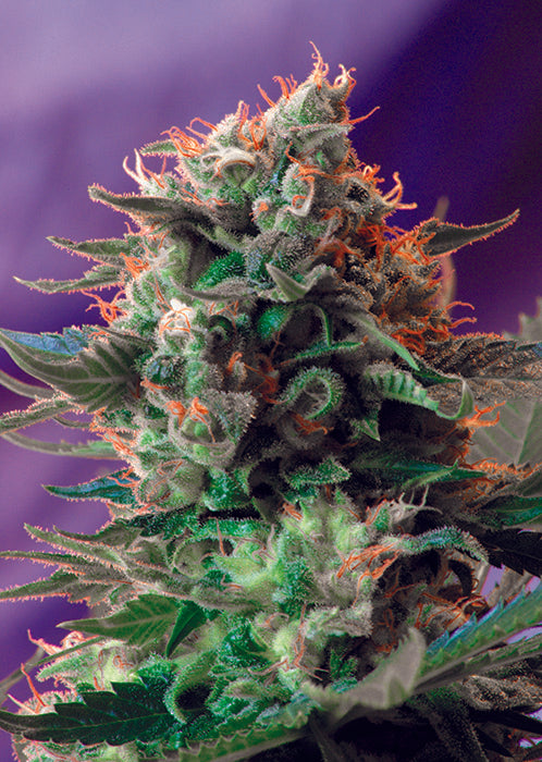 a close up of a plant on a purple background