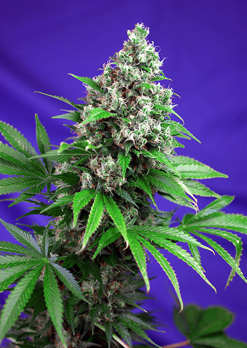 Killer Kush F1 Fast Version - Feminized