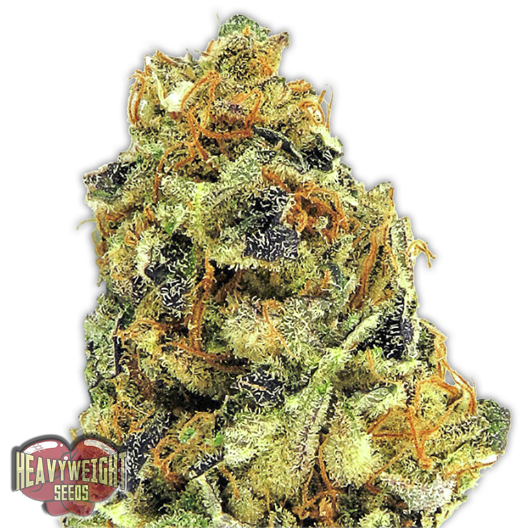a close up of a marijuana plant