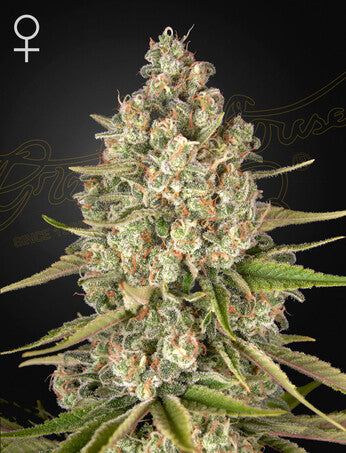 a picture of a marijuana plant on a black background