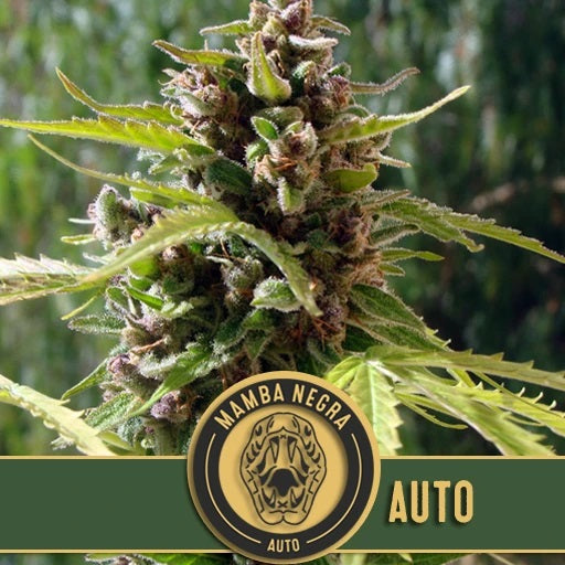 a close up of a marijuana plant with the words auto