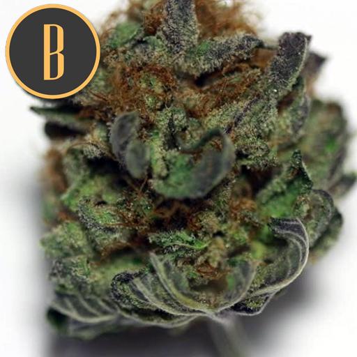 a close up of a marijuana plant with the letter b on it