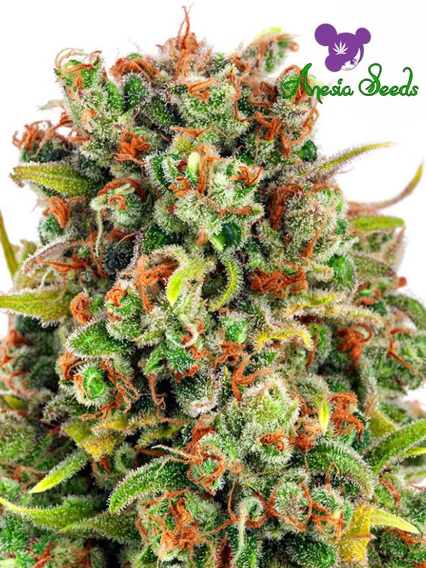 a close up of a green and orange plant
