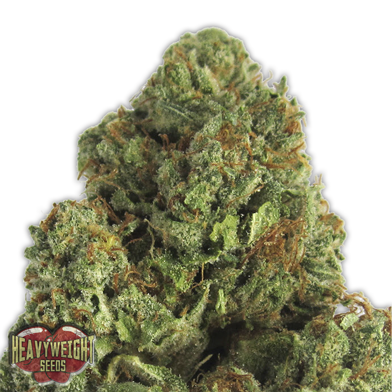 a close up of a marijuana plant