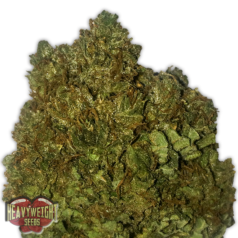 a close up of a marijuana plant