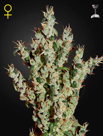a picture of a plant in a pot